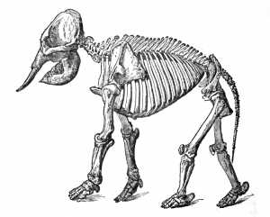 ElephantSkelLyd2