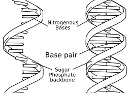 RNA-comparedto-DNA_thymineAndUracilCorrected2